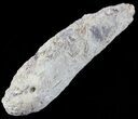 Fish Coprolite (Fossil Poo) - Kansas #49352-2